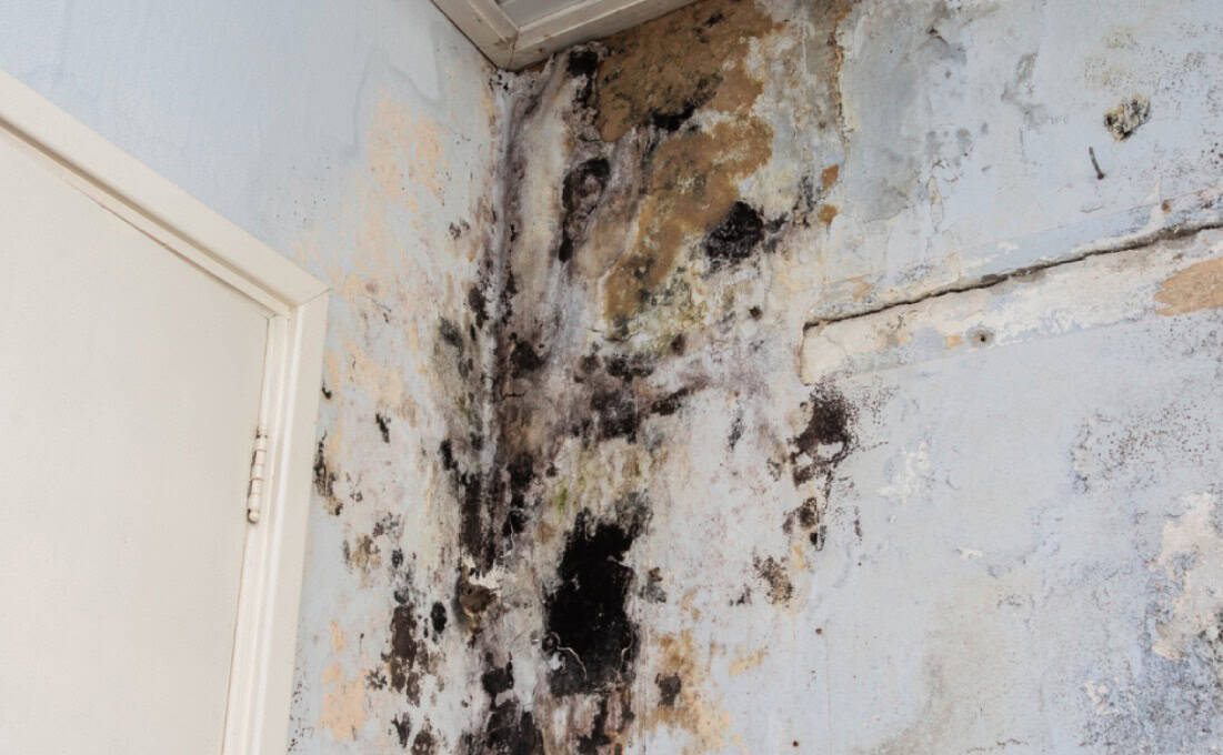Picture of Water Damage & Mold Remediation Steps | Boca Raton Experts