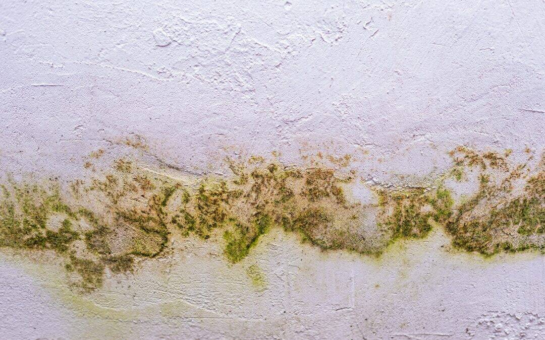 Top Health Risks Associated with Mold Exposure in Your Home