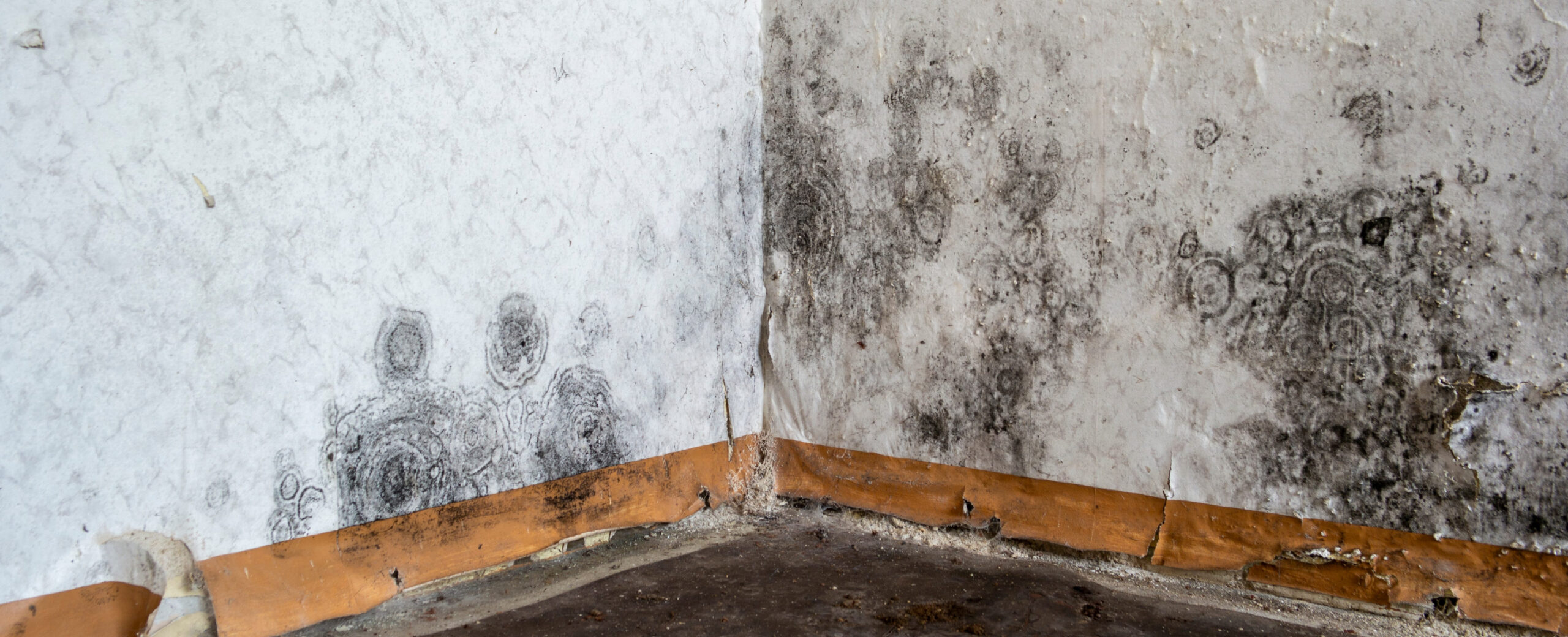 How Long Does It Take for Mold to Grow?