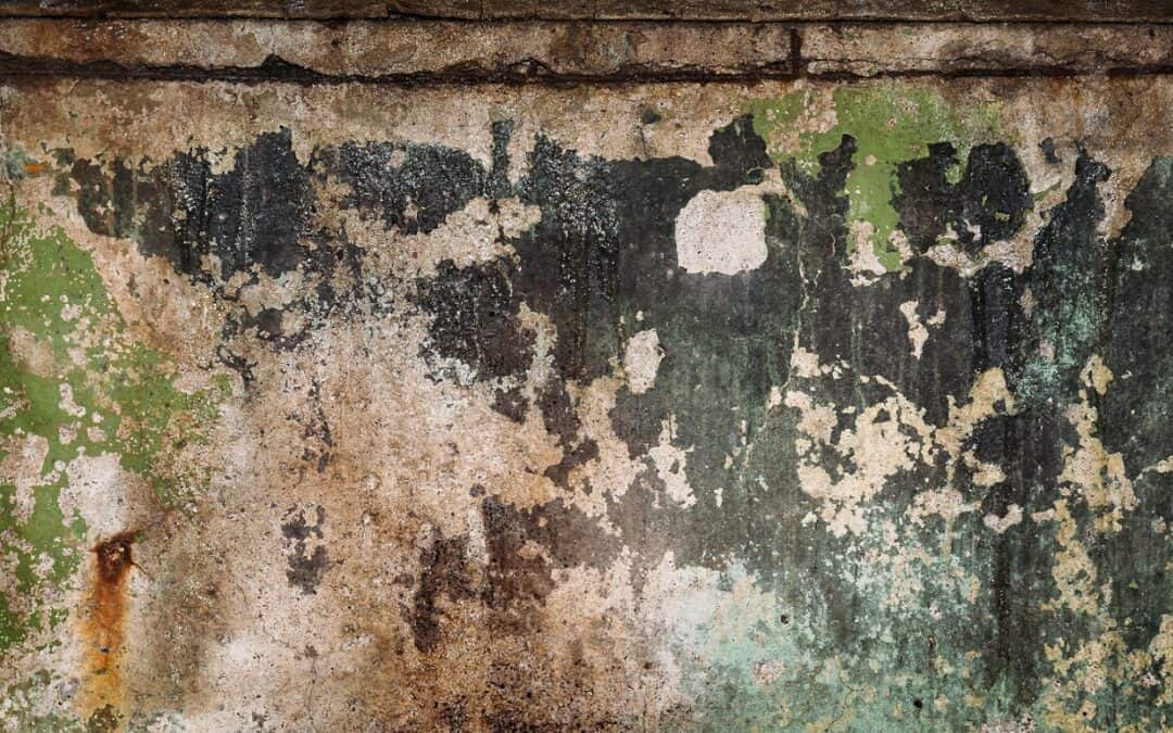 What Is Green Mold? Signs, Health Risks, and How to Remove It Safely